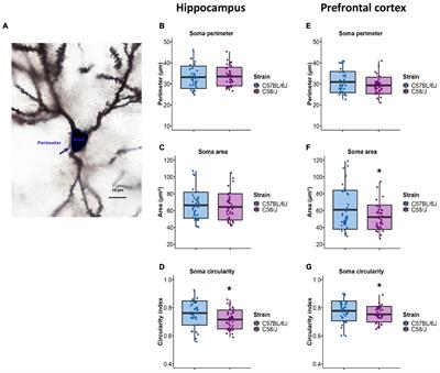 Changes in the Number and Morphology of Dendritic Spines in the Hippocampus and Prefrontal Cortex of the C58/J Mouse Model of Autism